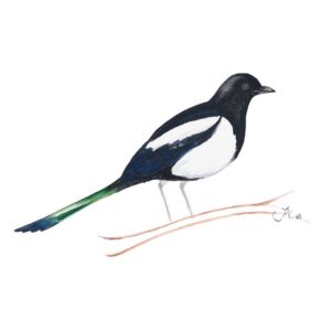 Magpie