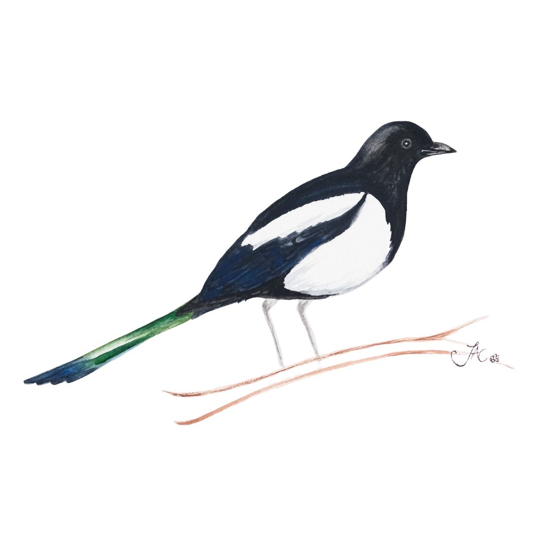 Magpie